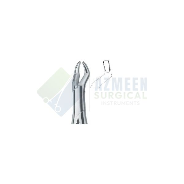 Molars and third molars 10S 
