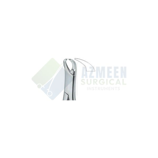Molars , Slender Jaw